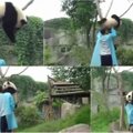 Mieliau nebūna: panda apsikabina prižiūrėtoją