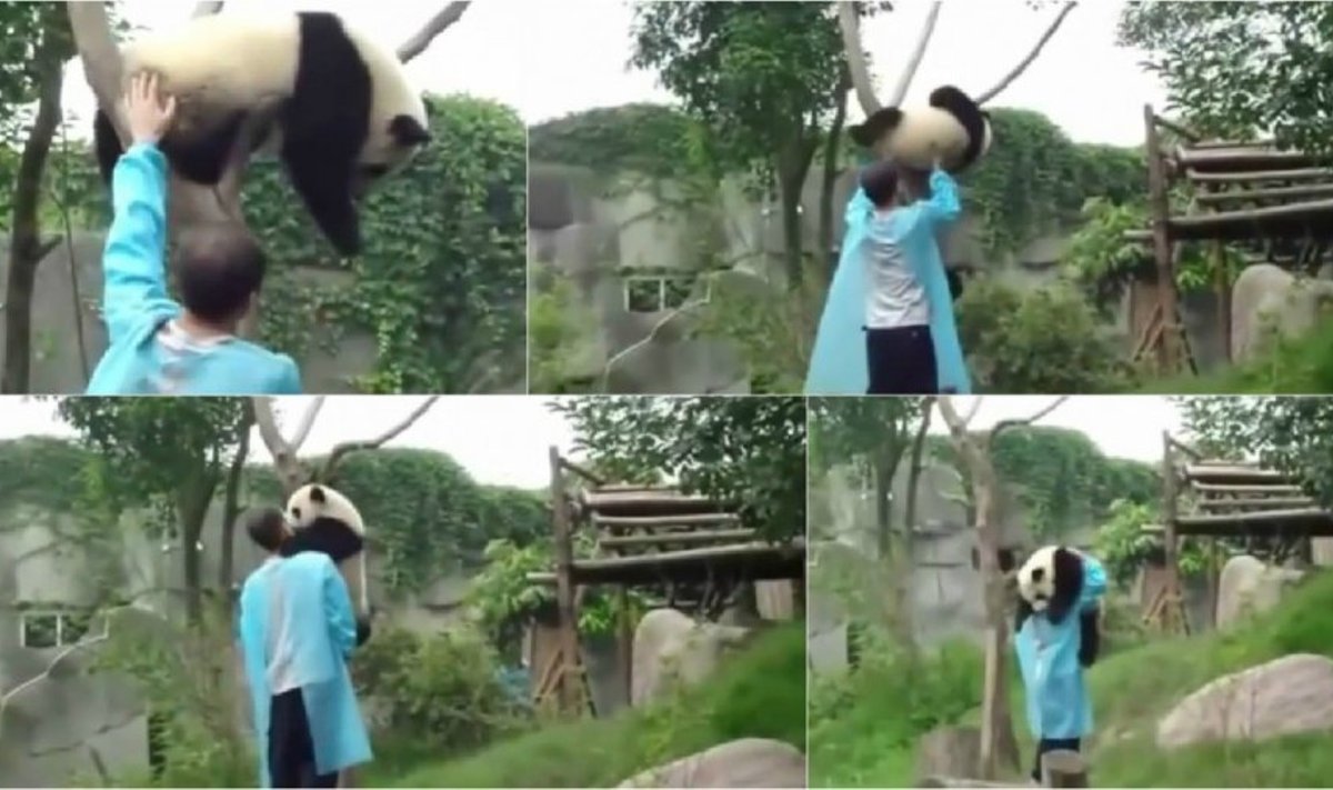 Panda prašo apkabinimo