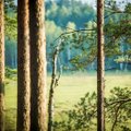 Mokslininkai įvertino senus miškus: jaunuolynai pranašesni