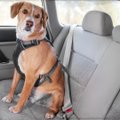 Kaip keičiasi svoris važiuojant automobiliu: šuo gali tapti paaugusiu veršiuku