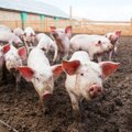 Kaip kiaulių laikytojams už biologinio saugumo priemonių reikalavimų įgyvendinimą gauti valstybės paramą