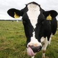 Naujojoje Zelandijoje planuojama apmokestinti karvių išskiriamas dujas
