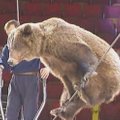 Svarstomas draudimas naudoti laukinius gyvūnus cirkuose