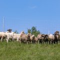Du Tadžikistano piliečiai buvo išnaudojami priverstiniam darbui avių ūkyje