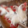 Правда ли, что глобалисты в ВОЗ хотят вакциной от птичьего гриппа уничтожить птицефабрики?