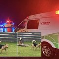Šokiruojantis išpuolis Vilniuje: agresyvūs šunys be gailesčio sudraskė stirną