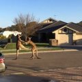 Australijos realijos: kengūros pliekiasi tiesiog gatvėje
