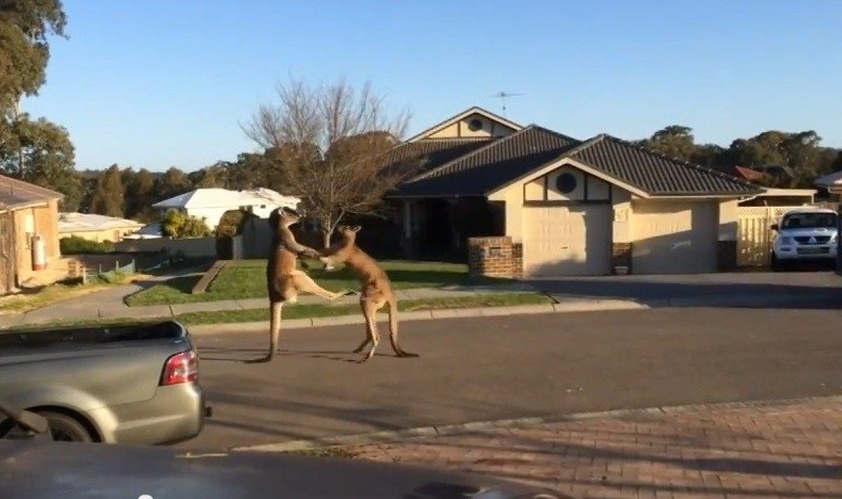 Australijoje kengūros spardosi tiesiog gatvėje
