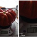 Šiltnamyje užderėjo pomidoras milžinas: tokio dar neteko skinti