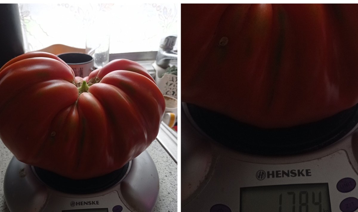 Pomidoras milžinas Elitos nuotr.