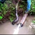 Peru išgelbėta beveik 5 metrų ilgio anakonda