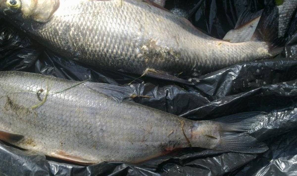 21 žuvis kainavo daugiau nei tūkstantį litų