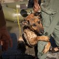 Apkabino letenomis: iš Dniepro vandens ištrauktas šuo jautriai padėkojo už išgelbėjimą