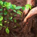 Trilijono medžių sodinimo iniciatyvą reiktų pradėti nuo smulkiųjų ūkininkų