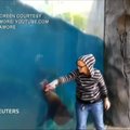 Sent Luiso zoologijos sode – telefonu valdomo jūrų liūto šokis