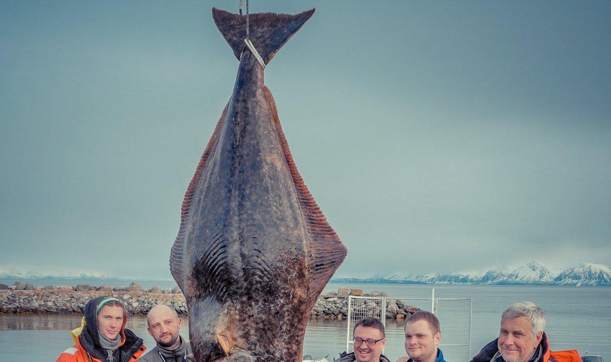 Литовцы в Норвегии поймали гигантского палтуса - Delfi RU