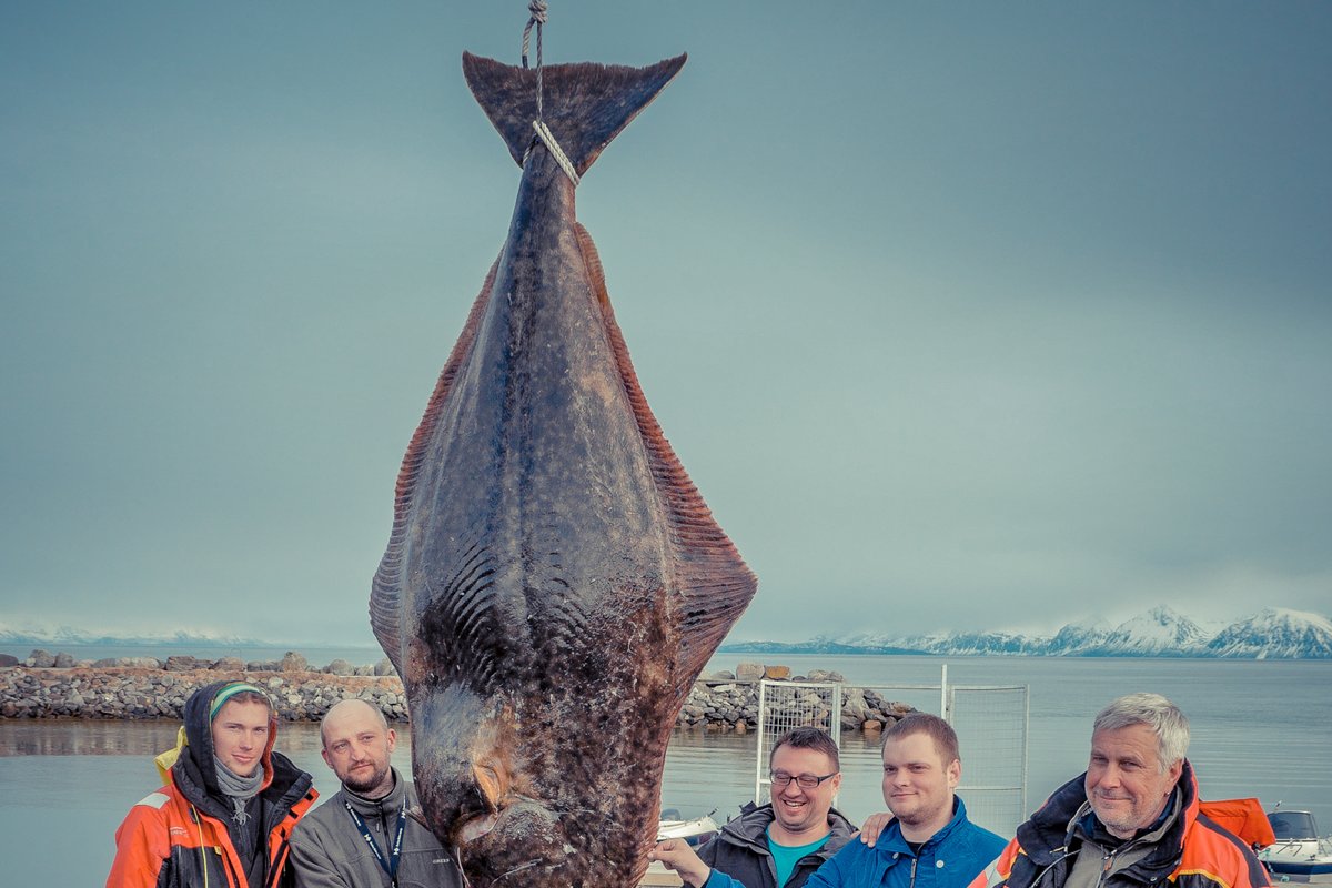 Litauere Fanget En Gigantisk Kveite I Norge Afam no litauere-fanget-en-gigantisk-kveite-i-norge-afam-no