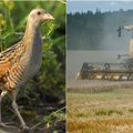 Nykstančioms rūšims saugomas vietas naikina žemdirbiai: gamtininkai įžvelgia įstatymų spragų