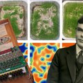 Nacių „Enigmos“ kodą nulaužusio Alano Turingo matematinį modelį įrodė paprastas eksperimentas su sėklomis: kaip tai įmanoma?