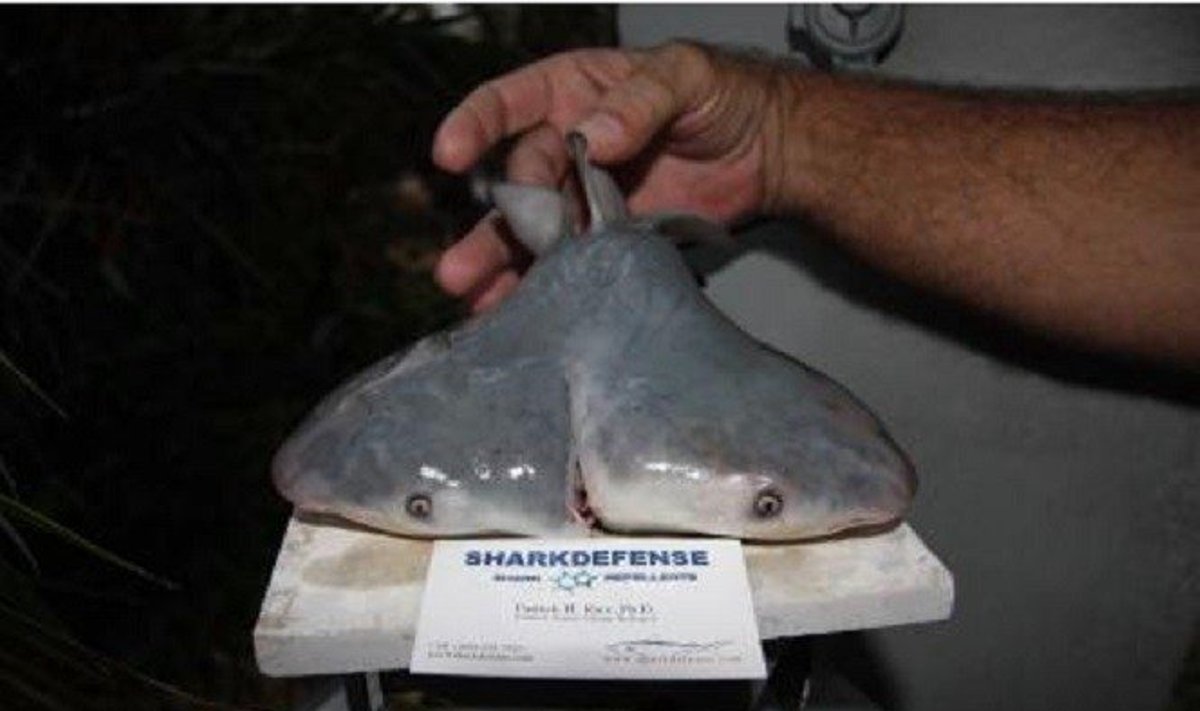 Dvigalvis ryklys/ Patrick Rice, Shark Defense/Florida Keys Community College/ Michigan State University nuotr.