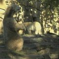 Baltasis lokys Knutas pasirodė zoologijos sodo lankytojams su drauge