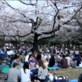 Tokijas džiaugiasi pirmais pavasario ženklais – sužydusiomis sakuromis