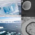 Tirpstančiuose ledynuose – įšalę virusai: kokios pandemijos laukia ateityje?