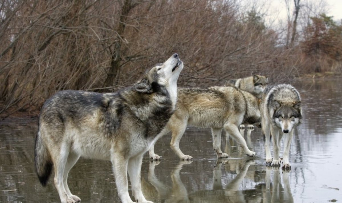 Lietuvoje vyks vilkų apskaita