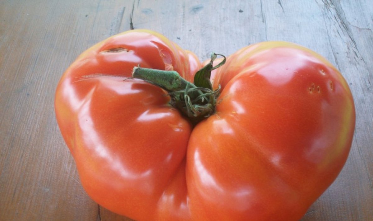 Pomidoro svoris - 1130 g