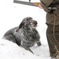 Už medžioklėje nušautą šunį reikalauja 30 tūkst. litų