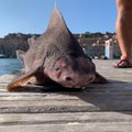 Iš jūros gelmių ištraukė šiurpios išvaizdos vandenų monstrą – ryklį kiaulės snukiu