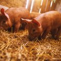 Kinijos įmonė palūkanas moka kumpiu, bet susidūrė su kiaulių trūkumu