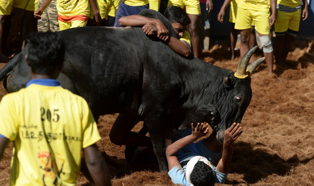Indijoje per bulių tramdymo festivalį sužeisti dešimtys vyrų