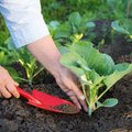 10 paprastų patarimų sodininkams ir daržininkams, po kurių sodas suklestės