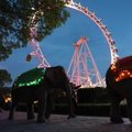 Šanchajaus zoologijos sodas kvies į naktines ekskursijas