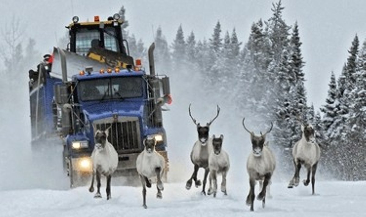 Sunkvežimis važiuoja paskui šiaurinių elnių kaimenę