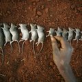 Žiurkių ir pelių medžioklė: paprastus spąstus keičia ištisas nuodų arsenalas