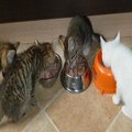 Vengrijoje kačių mylėtojai renkasi specialiose kavinėse