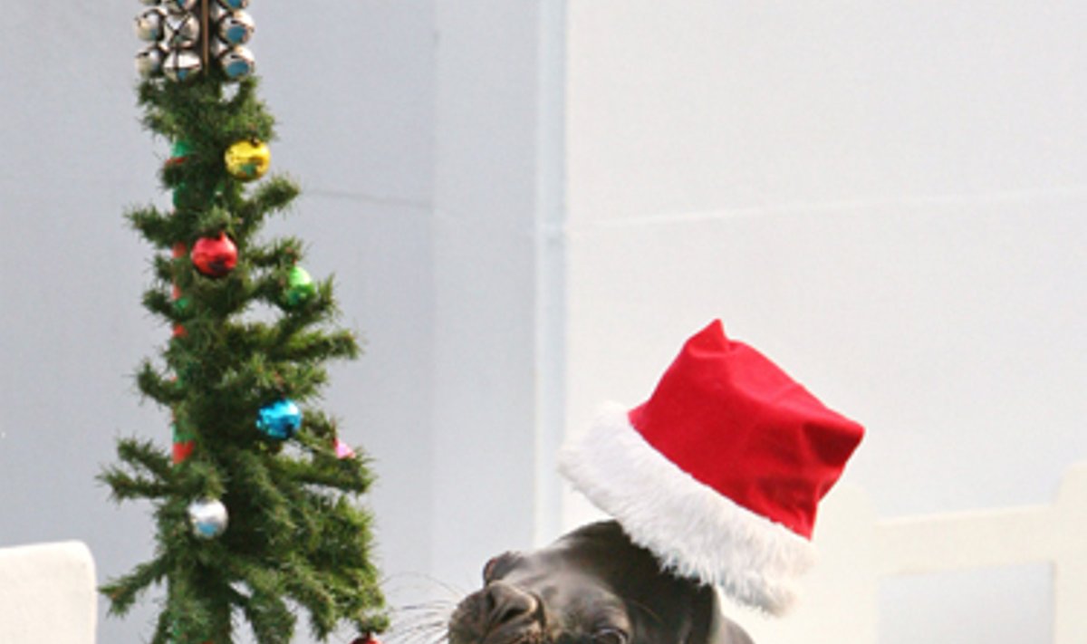 Jūrų liūtas per kalėdinį pasirodymą
