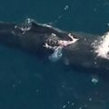Sužeistas banginis galėjo nukentėti po susidūrimo su laivu