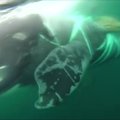 Čilės jūrų pajėgos išlaisvino tinkle įsipainiojusį banginį