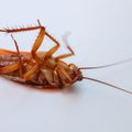 "Не выполнил плана - ешь таракана". Как в Китае наказывают офисных сотрудников
