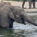 Berlyno zoologijos sode atidarytas dramblių maudynių sezonas