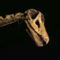 Dinozauro skeletas aukcione parduotas už 1,657 mln. litų