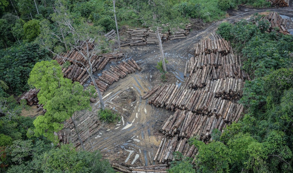 Atogrąžų miškų kirtimas