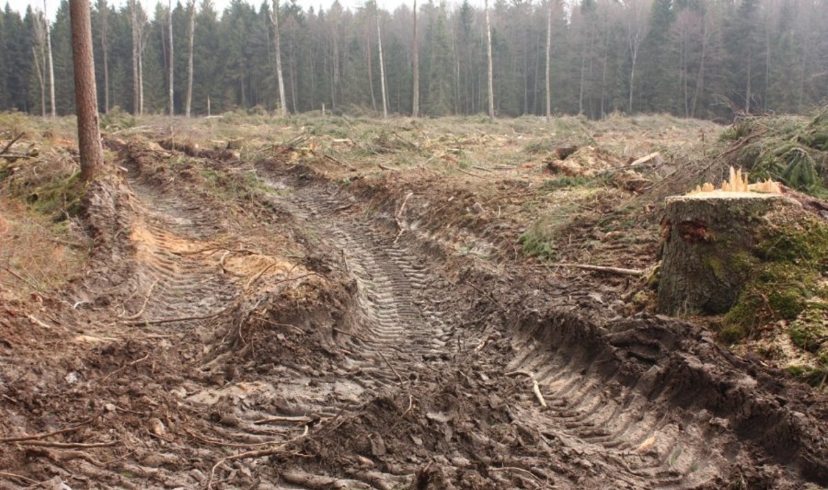 Valstybinei miškų tarnybai norima suteikti teisę ginti viešąjį interesą