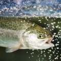 Prasideda lašišinių žuvų nerštas – uždraudžiama upėtakių ir sykų žvejyba