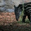 Anglijos zoologijos sode pasaulį išvydo retos rūšies tapyras