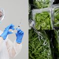 Po COVID-19 pandemijos mokslininkai žada revoliuciją vakcinų pramonėje: mRNR skiepai nuo vėžio ir AIDS būtų įterpti daržovėse