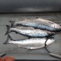 Gruodį aplinkosaugininkai nustatė 29 šiurkščius žvejybos pažeidimus
